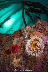 Underneath the Kelp by Jon Anderson 